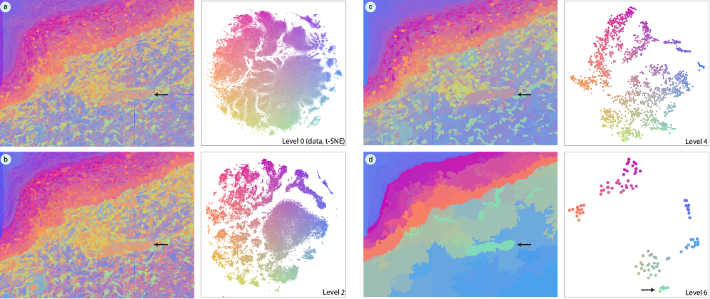 Hierarchical Embeddings on CyCIF data: (a-d) Embeddings on several levels of abstraction and corresponding recolored images