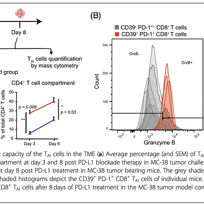 Quantification and cytotoxic capacity of the TAI cells in the TME