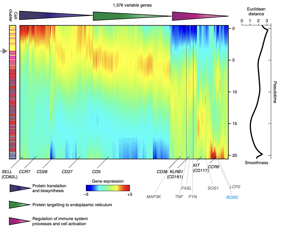 Three kinetic modules of pseudotime-dependent genes (n= 1,376) depicted in a log-variance-stabilized expression heat map, indicating gene-enriched biological processes. Genes confirmed by mass cytometry and flow cytometry are denoted by black labels, and genes involved in TCR signaling are denoted by gray labels. The dashed gray box indicates the coordinated expression profile of TNF, FASL and FYN. Euclidean distance values comparing gene expression profiles for each ordered pair of neighboring cells along the pseudotime trajectory are shown in the graph (right).