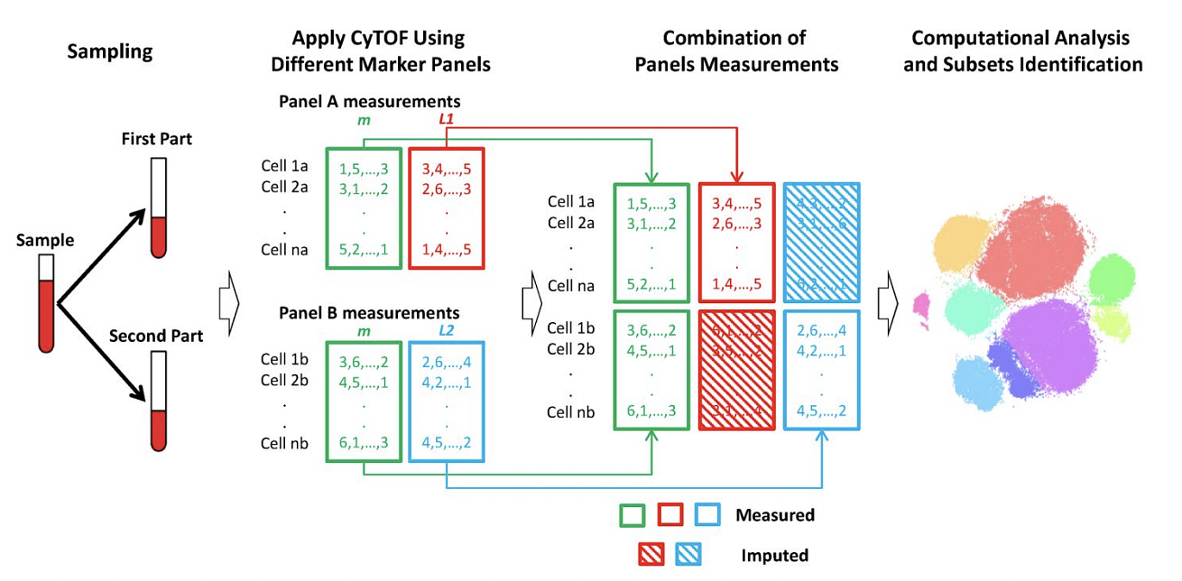  CyTOFmerge pipeline: Split the sample, stain each partial sample with a different marker panel and apply CyTOF to obtain the panels’ measurements. Both panels A and B share a set of markers m (green). L1 (red) are unique markers of panel A, and L2 (blue) are unique markers of panel B. Both panel measurements are combined to obtain an extended markers measurements per cell, which is input to downstream computational analysis as, for example, clustering in a t-SNE mapped domain shown here.