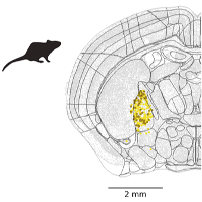 Single slice with GPe MEIS2-SOX6 GABA and GPe SOX6-CTXND1 GABA Groups homologous supertypes in mouse used as icon for paper
